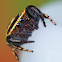 Rhene Jumping Spider