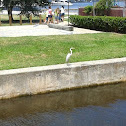 White egret