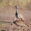 Ruppell's Korhaan