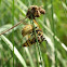 Common or German wasp