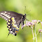 Black Swallowtail