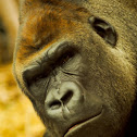 Silverback Gorilla