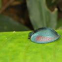 tortoise beetle