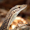 Goulds Monitor