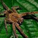 Tarantula