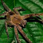 Tarantula