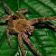 Tarantula