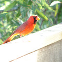 Northern Cardinal