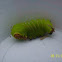 Moth