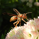 Northern Paper Wasp