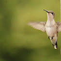 Ruby-throated Hummingbird
