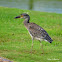 Yellow-crowned Night Heron (Immature)