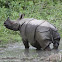 Indian Rhinoceros