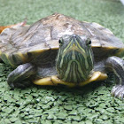 Red-Eared Slider