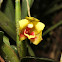 Maxillaria spilotantha