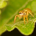 Jumping Spider