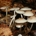 Mushrooms