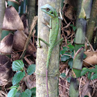 Green crested lizard