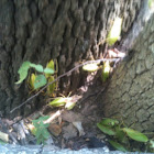 Katydid