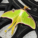 Luna Moth