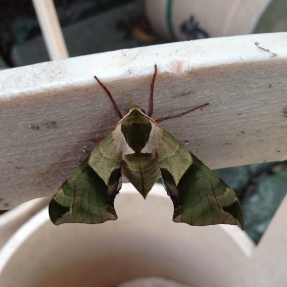 Spotting Image 1