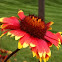 Blanket Flower