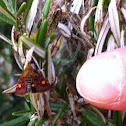 Mint moth