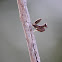 Praying Mantis
