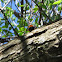 Red Admiral