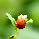 wet ladybug