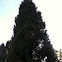 Common Juniper