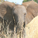 African Elephant