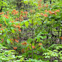 Flame Azalea