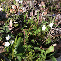 Rue Anemone