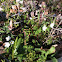 Rue Anemone