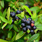 Ixiora, frutos