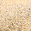 Russian Knapweed