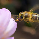 Honey bee