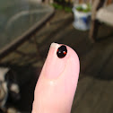 Two-spotted ladybug beetle