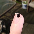 Two-spotted ladybug beetle