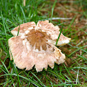 Shaggy Parasol