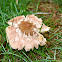 Shaggy Parasol