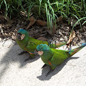 green parrots
