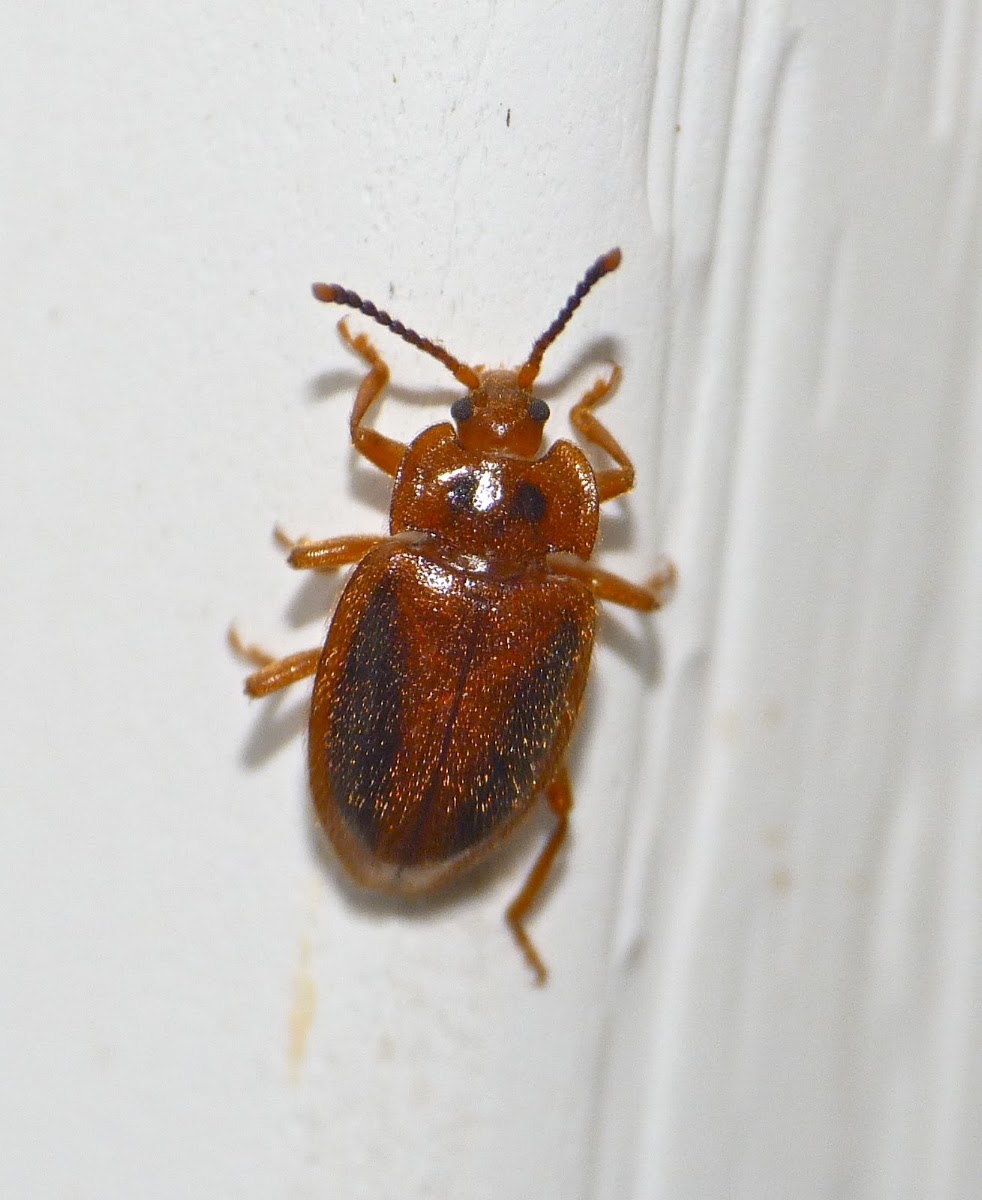Handsome Fungus beetle