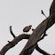 Double-spurred Francolin