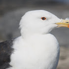 Great Black-backed Gull