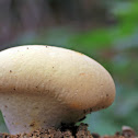 Fungi