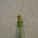 Crisopa de alas verdes