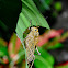 Grasshopper