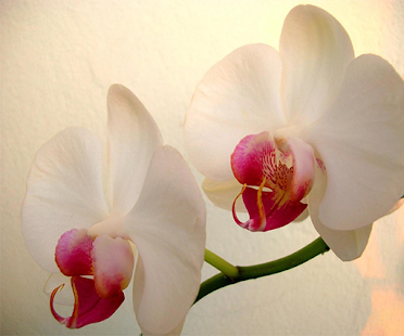 How to install White Orchid Live Wallpaper lastet apk for android